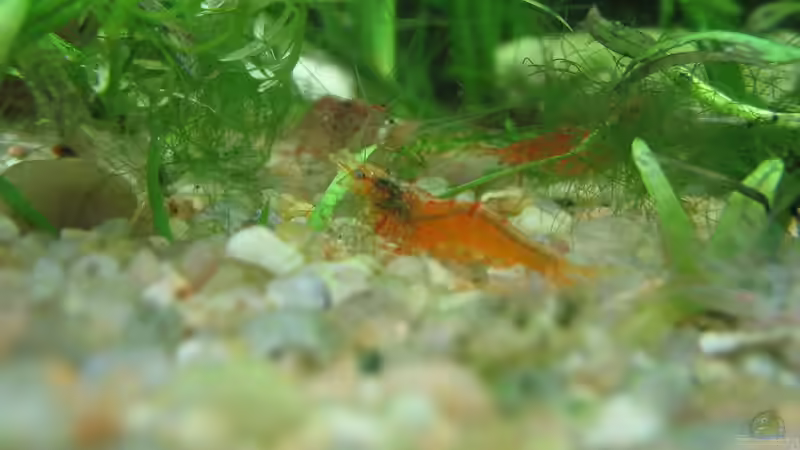 Blog: Garnelen im Aquarium: Das ist ihr Sozialverhalten (8044)