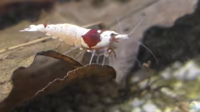 Blog: Garnelen im Aquarium: Das ist ihr Sozialverhalten (8044)