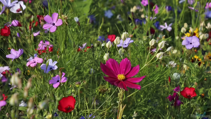 Blog: Garten gestalten mit kleinem Budget (6600)