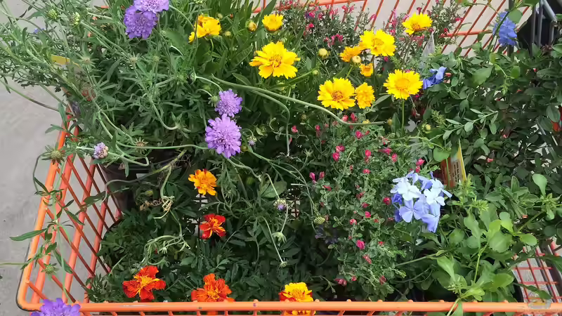 Blog: Gartencenter oder Baumschule? Der große Vergleich für Gartenfreunde (7617)