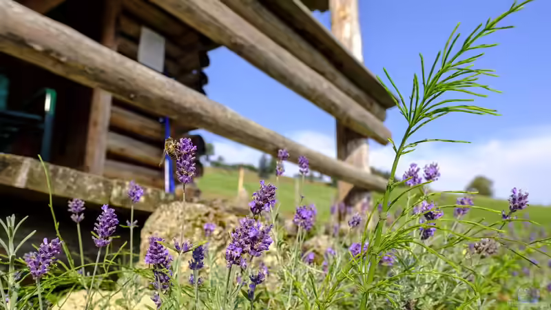 Blog: Gartenpraxis: Lavendel schneiden (7615)