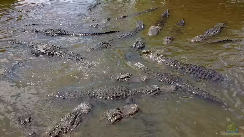 Blog: Gatorland in Florida – Ein Paradies für Reptilienfans (6827)