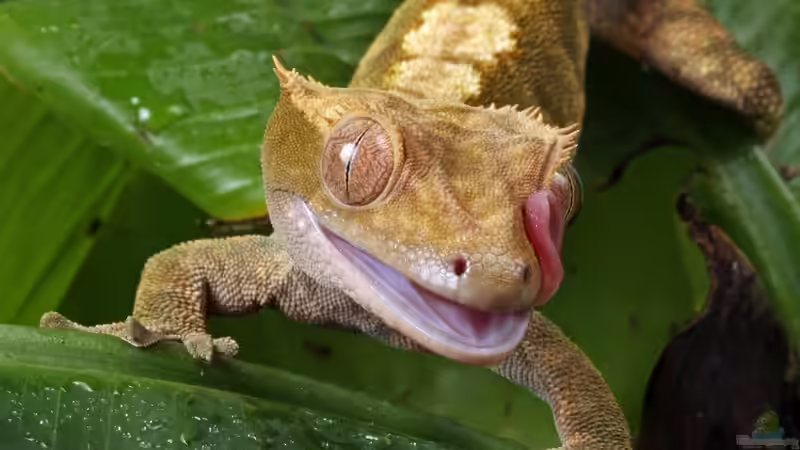 Blog: Geckos - Faszinierende Echsen für das Terrarium (7556)