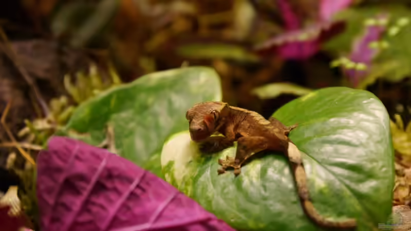 Blog: Geckos - Faszinierende Echsen für das Terrarium (7556)