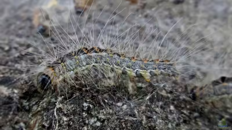 Blog: Gefährlich für Mensch und Natur: Der Eichen-Prozessionspinner (6421)