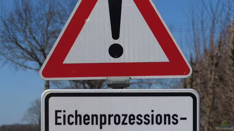 Blog: Gefährlich für Mensch und Natur: Der Eichen-Prozessionspinner (6421)