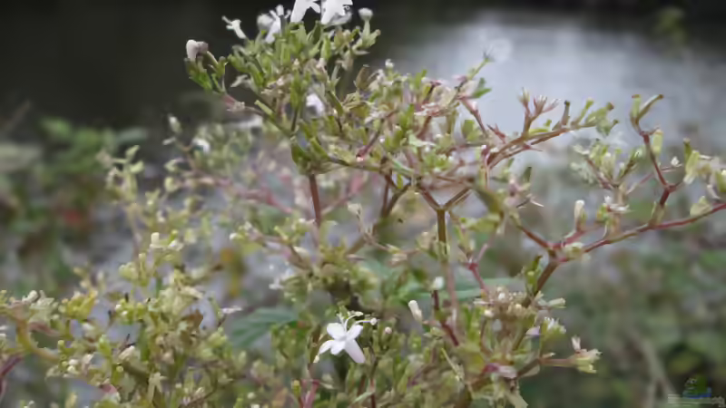 Blog: Geißblattgewächse: Vielseitige Blütensträucher und Kletterpflanzen für den Garten (8187)