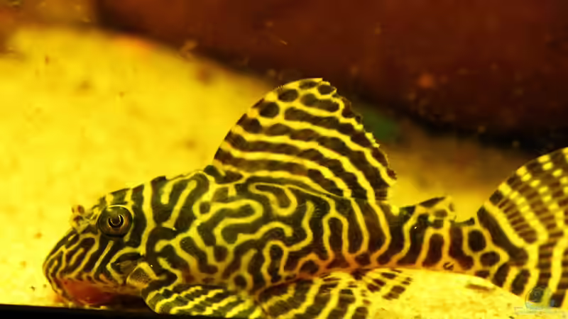 Blog: Gelbe Königstiger für das Aqua der L 333 /New Queen Arabesque ! (4860)