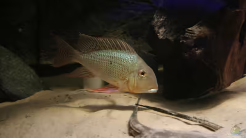 Blog: Geophagus altifrons – So leben die Erdfresser aus Südamerika in der Natur (6835)