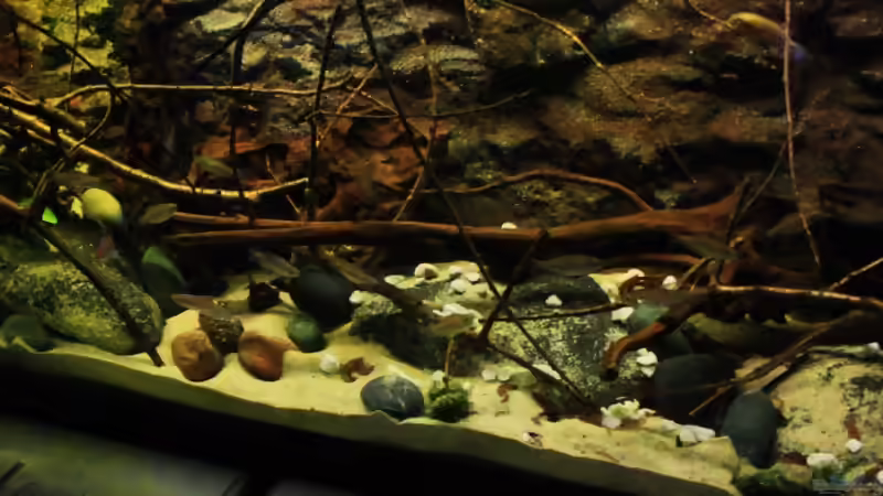 Blog: Gestaltung im Aquarium, der Natur angepasst, es ist so einfach! (4778)