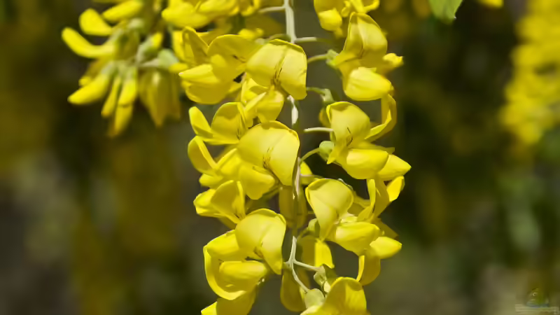Blog: Giftige Gartenpflanzen für Hunde: Risiken erkennen und den Garten sicher gestalten (8006)