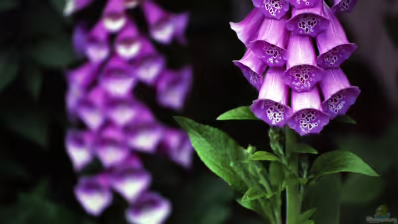 Blog: Giftige Gartenpflanzen für Hunde: Risiken erkennen und den Garten sicher gestalten (8006)