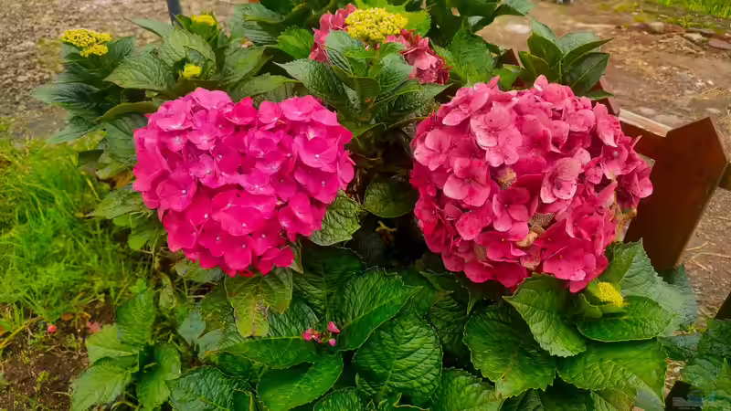 Blog: Giftige Gartenpflanzen für Hunde: Risiken erkennen und den Garten sicher gestalten (8006)
