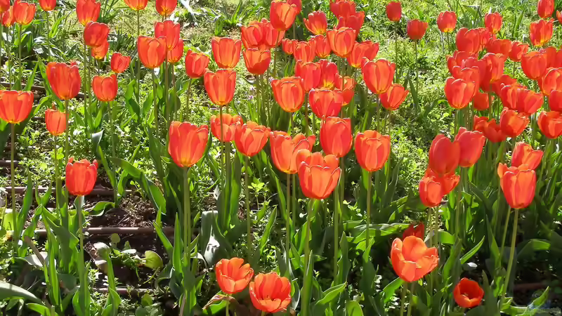 Blog: Giftige Gartenpflanzen für Hunde: Risiken erkennen und den Garten sicher gestalten (8006)