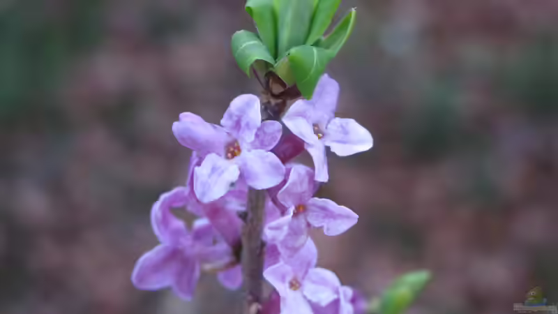 Blog: Giftige Gartenpflanzen für Hunde: Risiken erkennen und den Garten sicher gestalten (8006)