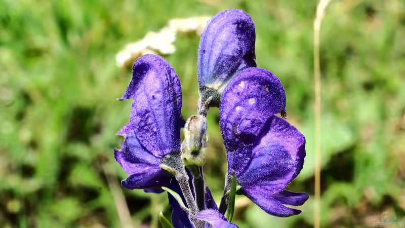 Blog: Giftige Gartenpflanzen für Hunde: Risiken erkennen und den Garten sicher gestalten (8006)