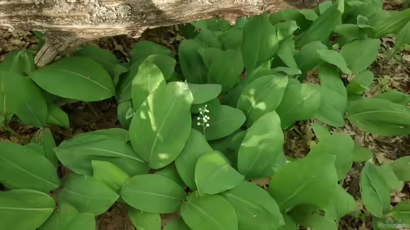 Blog: Giftige Gartenpflanzen für Hunde: Risiken erkennen und den Garten sicher gestalten (8006)