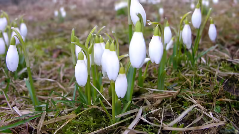 Blog: Giftige Gartenpflanzen für Hunde: Risiken erkennen und den Garten sicher gestalten (8006)