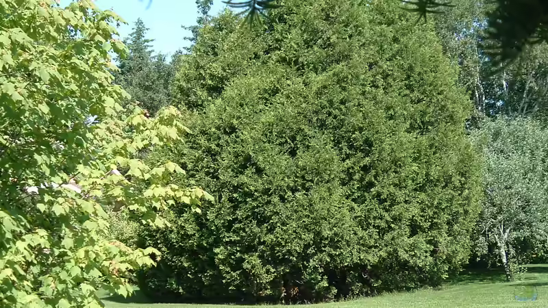 Blog: Giftige Gartenpflanzen für Hunde: Risiken erkennen und den Garten sicher gestalten (8006)