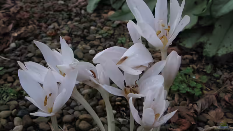 Blog: Giftige Gartenpflanzen für Hunde: Risiken erkennen und den Garten sicher gestalten (8006)