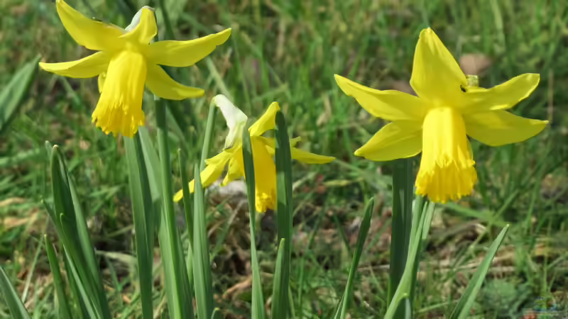 Blog: Giftige Gartenpflanzen für Hunde: Risiken erkennen und den Garten sicher gestalten (8006)