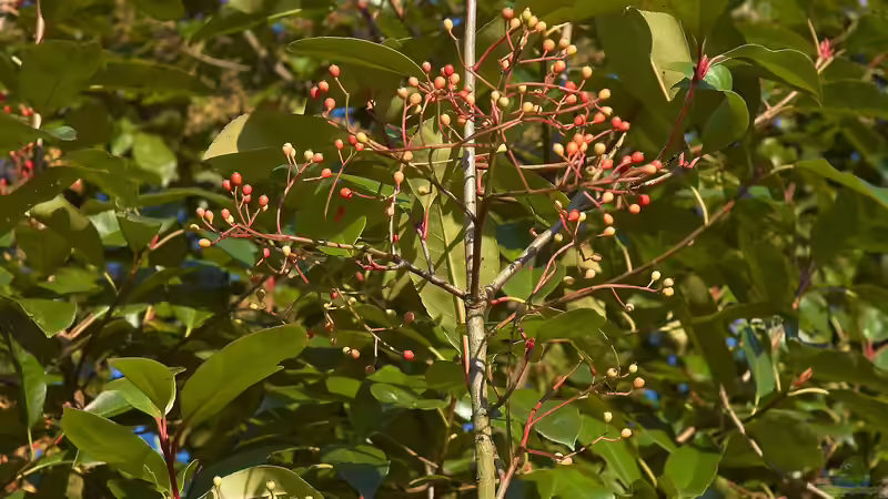 Blog: Glanzmispelbäume - Der umfassende Ratgeber für einen der vielseitigsten Gartenbäume (7700)