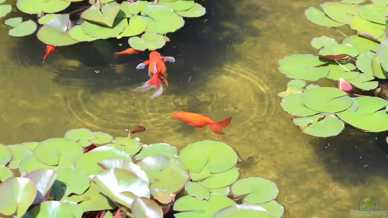Blog: Goldfisch ist nicht gleich Goldfisch: Die Vielfalt der Goldfischarten im Gartenteich (6527)