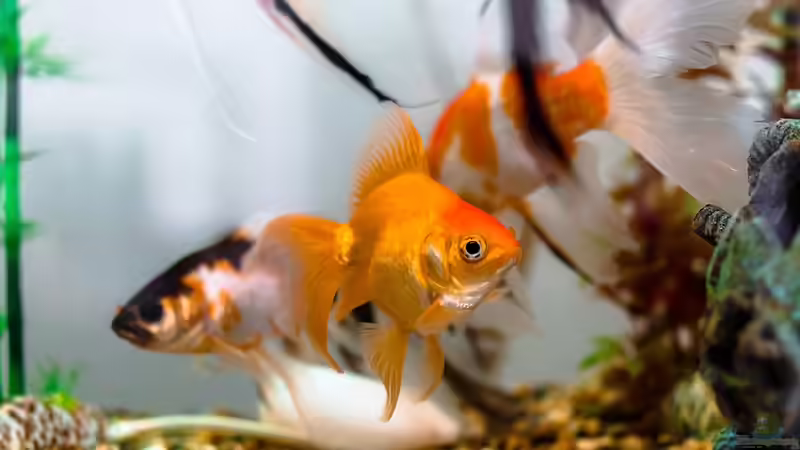 Blog: Goldfische vom Winteraquarium wieder in den Teich umsetzen (7774)
