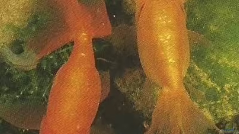 Blog: Goldfische - ...auf ein offenes Wort (5049)