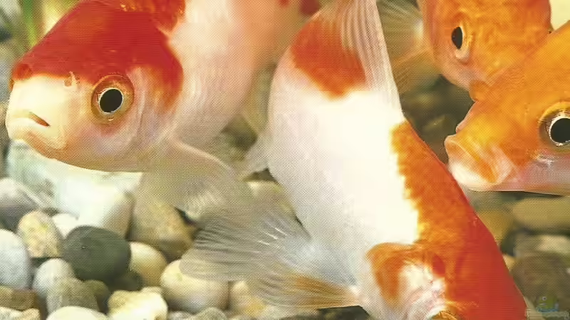 Blog: Goldfische - ...auf ein offenes Wort (5049)