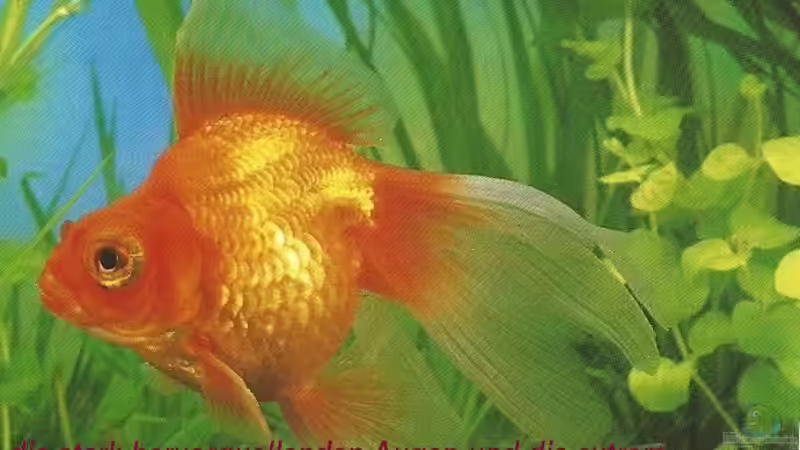Blog: Goldfische - ...auf ein offenes Wort (5049)