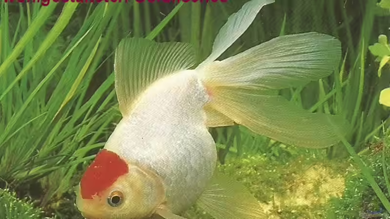 Blog: Goldfische - ...auf ein offenes Wort (5049)