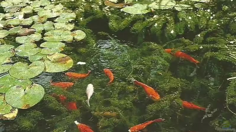 Blog: Goldfische - ...auf ein offenes Wort (5049)