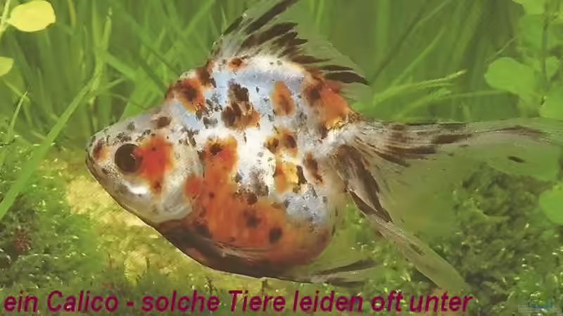 Blog: Goldfische - ...auf ein offenes Wort (5049)