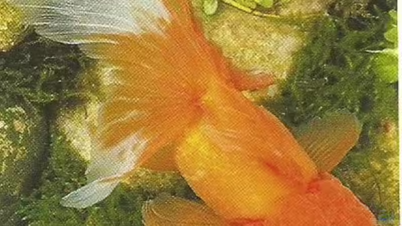 Blog: Goldfische - ...auf ein offenes Wort (5049)