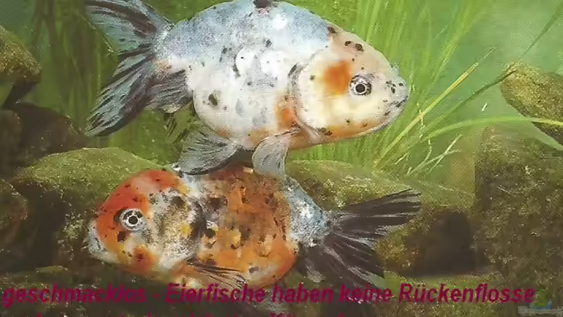 Blog: Goldfische - ...auf ein offenes Wort (5049)