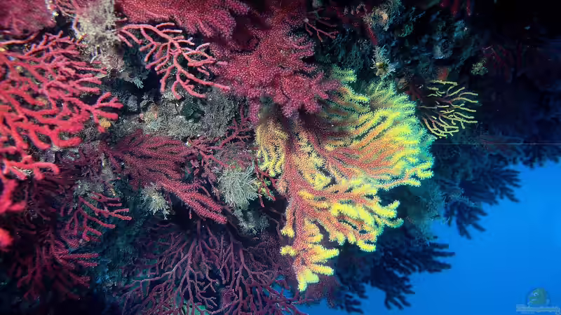 Blog: Gorgonien - Faszinierende Fächerkorallen im Meerwasseraquarium (7594)