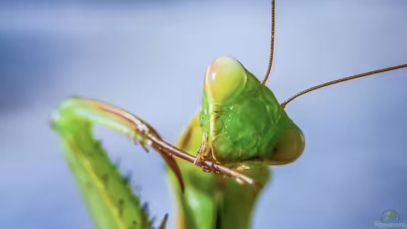 Blog: Gottesanbeterin: Diese Arten kannst du einfach im Terrarium halten (7953)