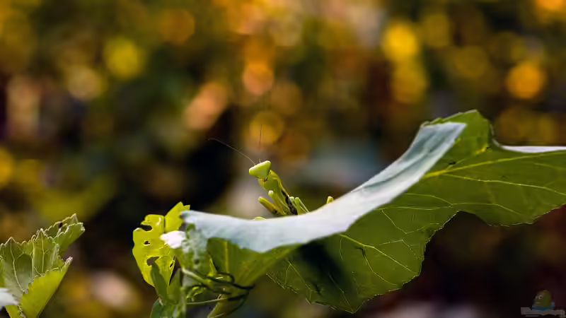 Blog: Gottesanbeterin: Diese Arten kannst du einfach im Terrarium halten (7953)