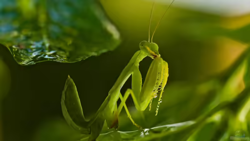 Blog: Gottesanbeterin: Diese Arten kannst du einfach im Terrarium halten (7953)
