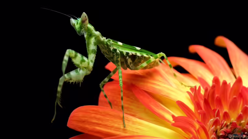 Blog: Gottesanbeterin: Diese Arten kannst du einfach im Terrarium halten (7953)