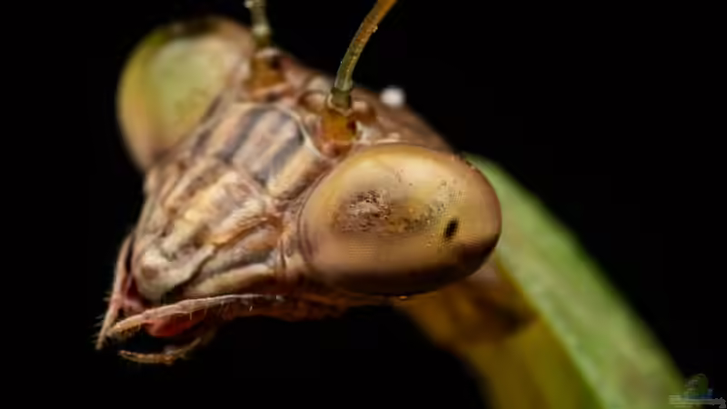 Blog: Gottesanbeterin: Diese Arten kannst du einfach im Terrarium halten (7953)
