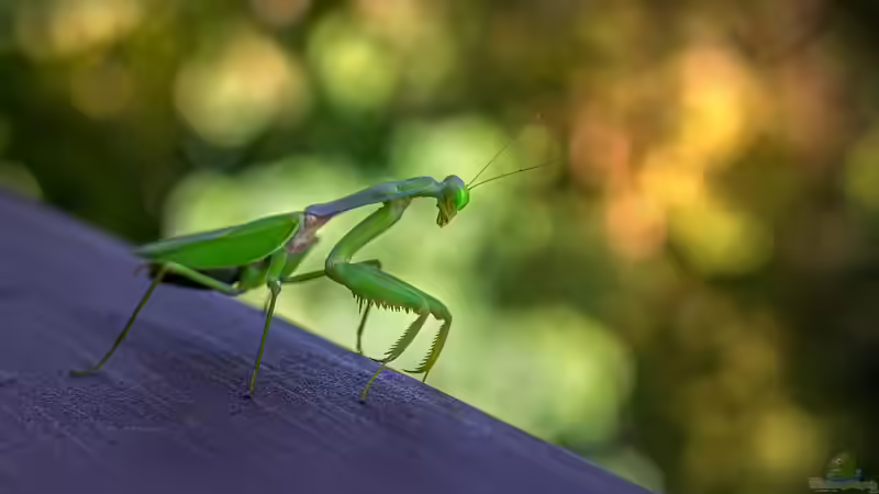 Blog: Gottesanbeterin: Diese Arten kannst du einfach im Terrarium halten (7953)