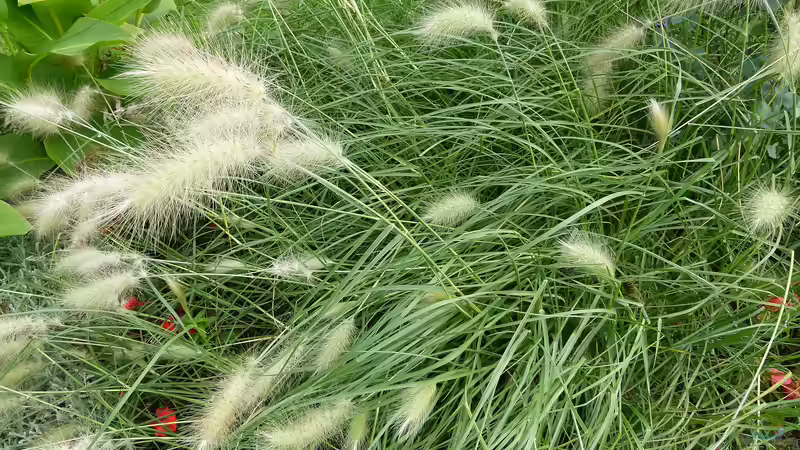 Blog: Gräser als Lebensraum für Insekten (6490)