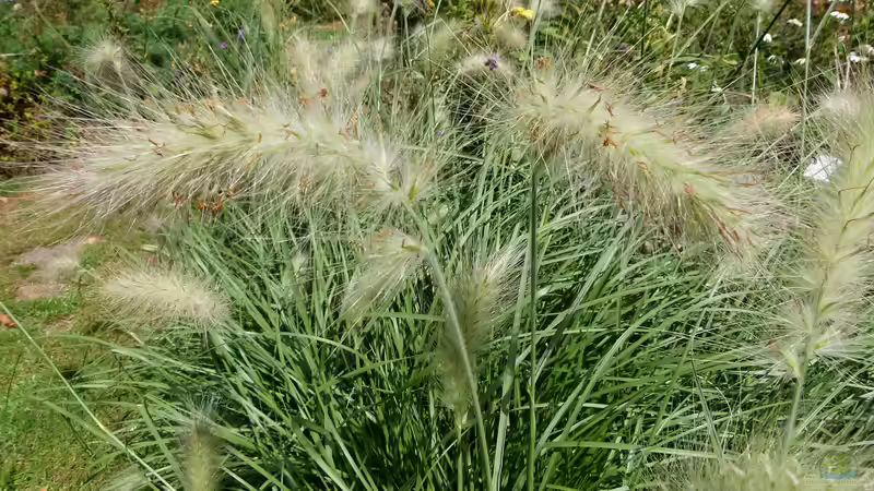Blog: Gräser im Garten – Struktur und Farbe im Jahresverlauf (6489)