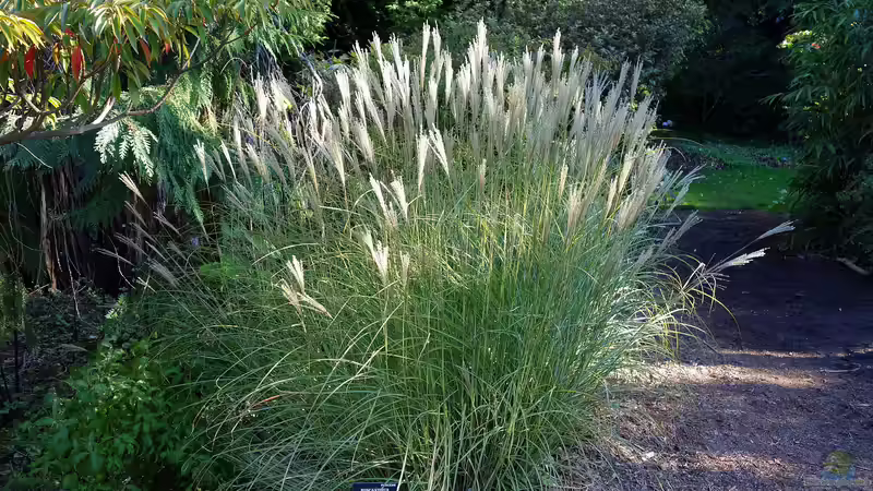 Blog: Gräser im Garten – Struktur und Farbe im Jahresverlauf (6489)