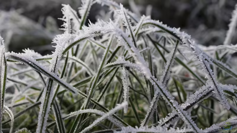 Blog: Gräser im Winter schützen: Tipps und Tricks für den Garten (6494)