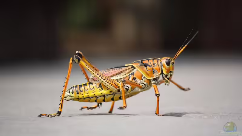 Blog: Grashüpfer - Beobachtungen im eigenen Garten (6848)
