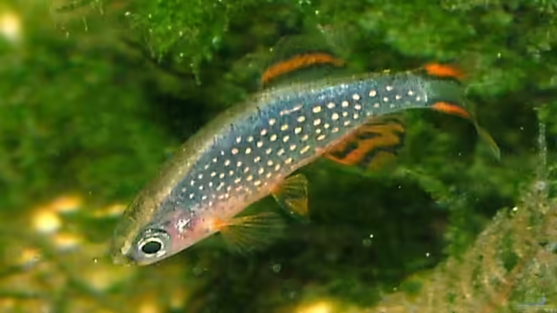Blog: Haftlaicher im Aquarium - Fortpflanzungsstrategie, Arten, Verhalten und erfolgreiche Zucht im Detail (8014)