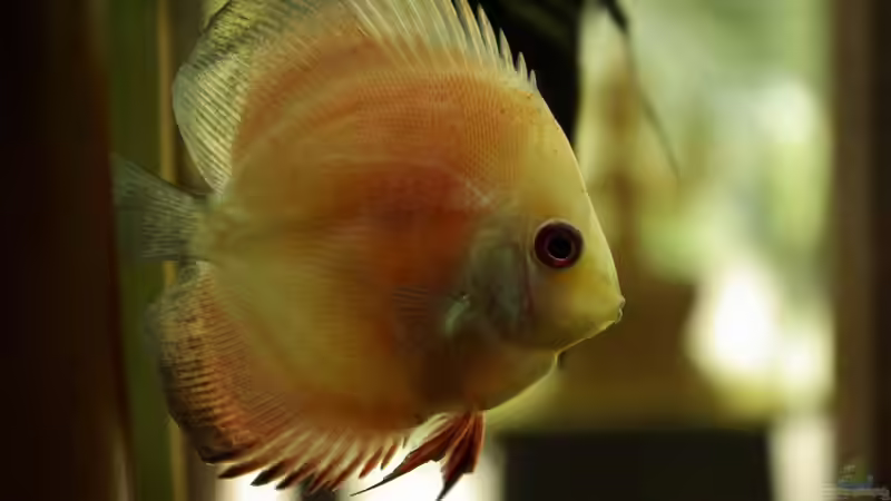 Blog: Haftlaicher im Aquarium - Fortpflanzungsstrategie, Arten, Verhalten und erfolgreiche Zucht im Detail (8014)